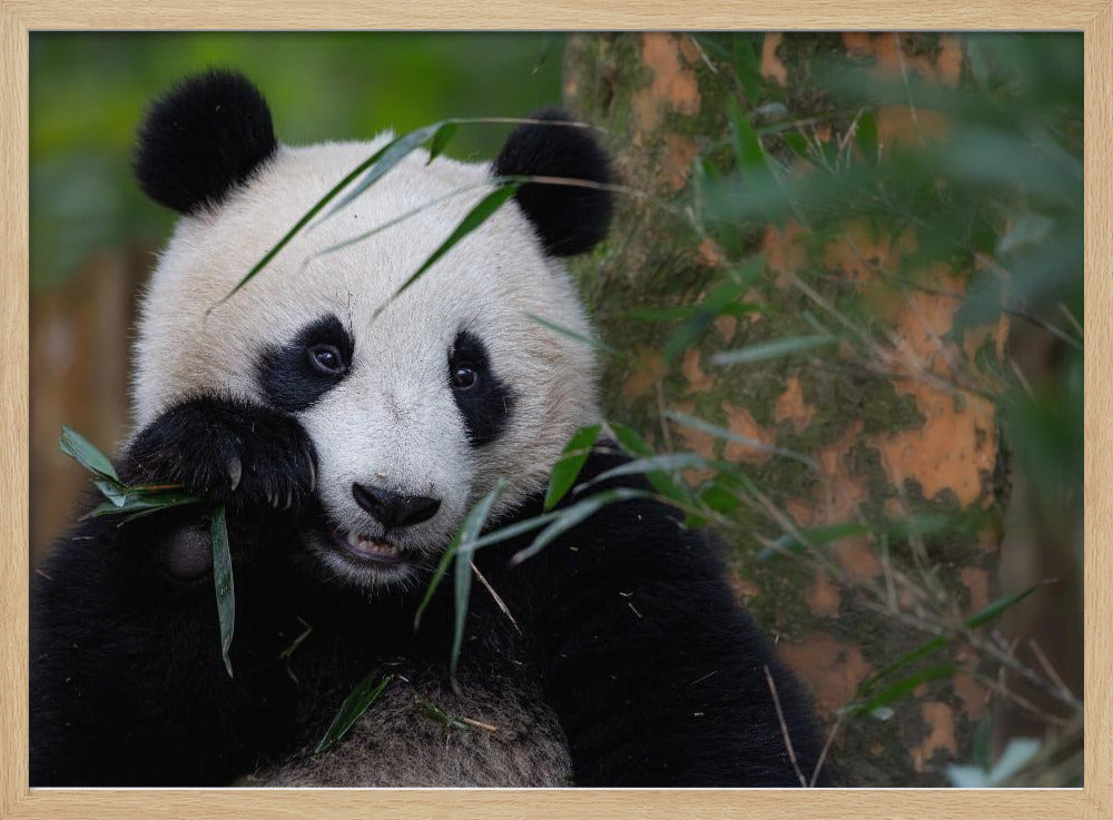 Bamboo Time - Stretched Canvas, Poster or Fine Art Print I Heart Wall Art
