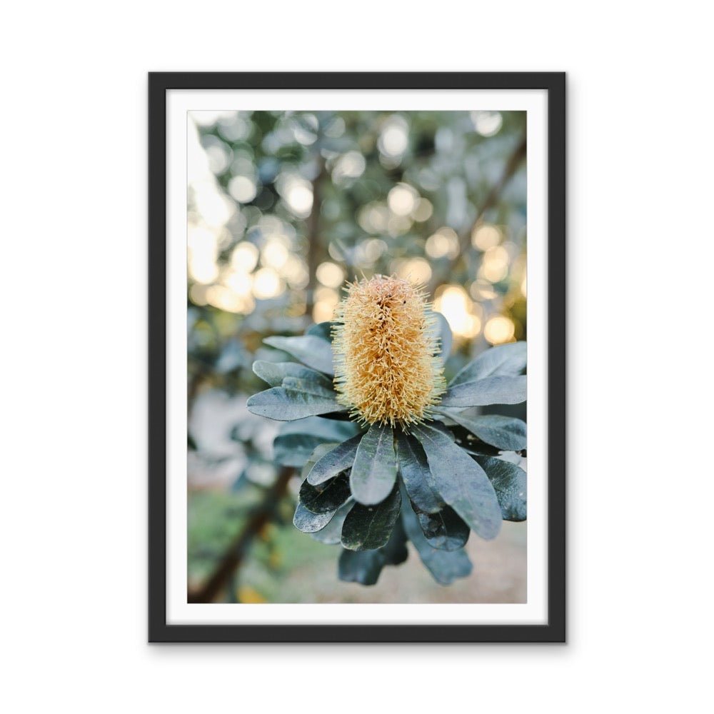Banksia At Sunset by Edwina Cameron - Australian Nature Photographic Print - I Heart Wall Art - Poster Print, Canvas Print or Framed Art Print