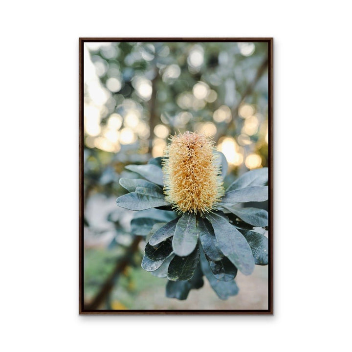 Banksia At Sunset by Edwina Cameron - Australian Nature Photographic Print - I Heart Wall Art - Poster Print, Canvas Print or Framed Art Print