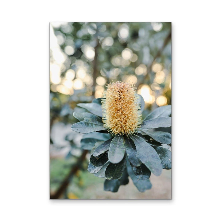 Banksia At Sunset by Edie Fogarty - Australian Nature Photographic Print - I Heart Wall Art - Poster Print, Canvas Print or Framed Art Print