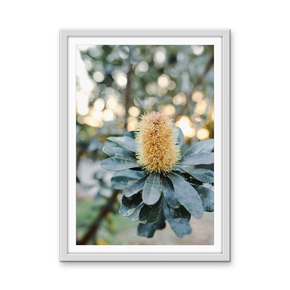 Banksia At Sunset by Edwina Cameron - Australian Nature Photographic Print - I Heart Wall Art - Poster Print, Canvas Print or Framed Art Print