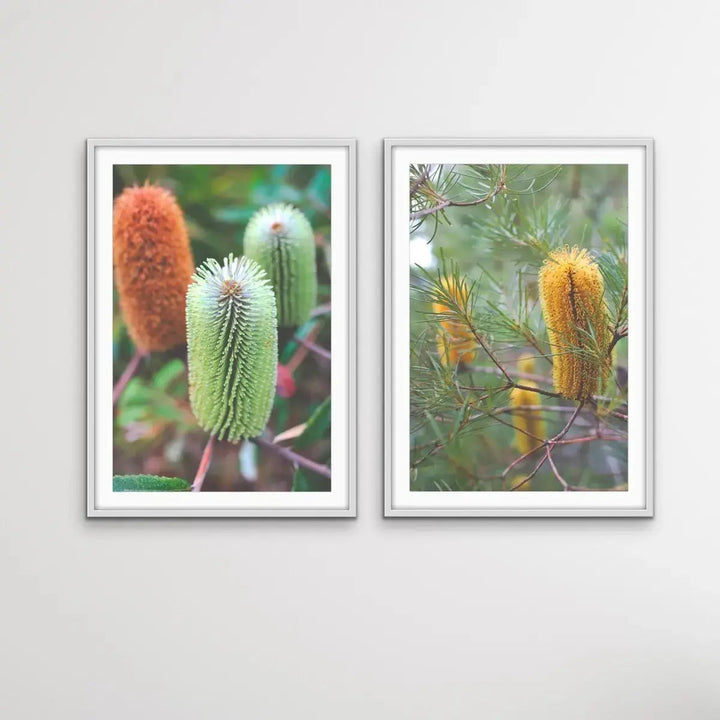 Banksia Two Piece Photographic Print Set - Australian Native Flower Wall Art Diptych - I Heart Wall Art - Poster Print, Canvas Print or Framed Art Print