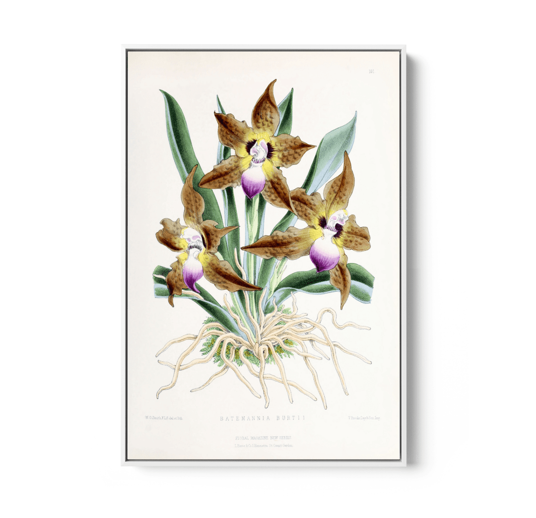 Batemannia Burtii Orchid from The Floral Magazine (1861 - 1881) by Worthington G. Smith, John N. Fitch and Walter H. Fitch - Botanical Illustration Stretched Canvas or Wall Art Print - I Heart Wall Art - Poster Print, Canvas Print or Framed Art Print