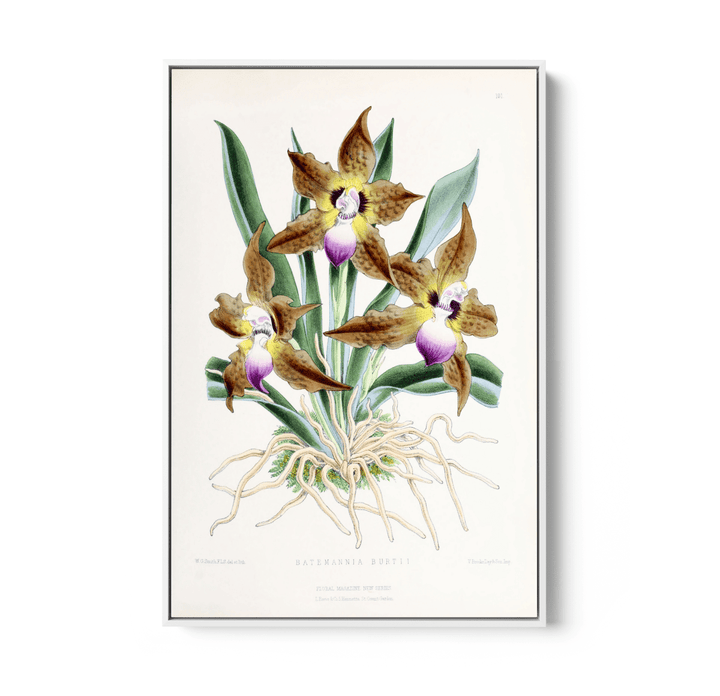 Batemannia Burtii Orchid from The Floral Magazine (1861 - 1881) by Worthington G. Smith, John N. Fitch and Walter H. Fitch - Botanical Illustration Stretched Canvas or Wall Art Print - I Heart Wall Art - Poster Print, Canvas Print or Framed Art Print