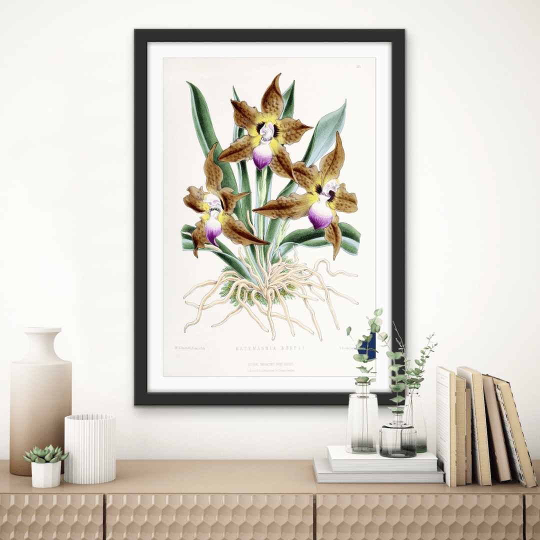 Batemannia Burtii Orchid from The Floral Magazine (1861 - 1881) by Worthington G. Smith, John N. Fitch and Walter H. Fitch - Botanical Illustration Stretched Canvas or Wall Art Print - I Heart Wall Art - Poster Print, Canvas Print or Framed Art Print