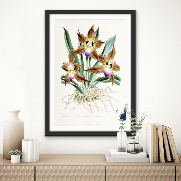 Batemannia Burtii Orchid from The Floral Magazine (1861 - 1881) by Worthington G. Smith, John N. Fitch and Walter H. Fitch - Botanical Illustration Stretched Canvas or Wall Art Print - I Heart Wall Art - Poster Print, Canvas Print or Framed Art Print