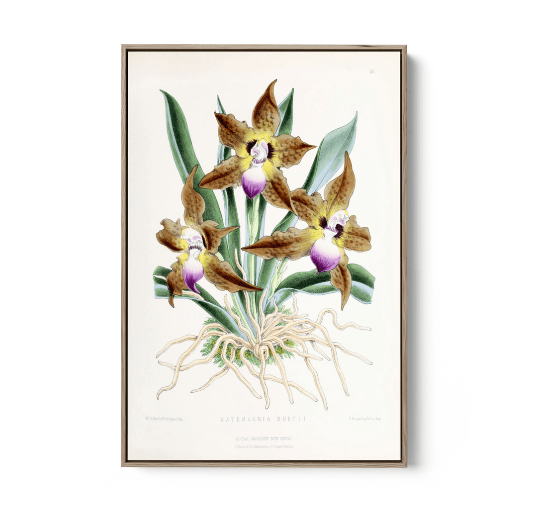 Batemannia Burtii Orchid from The Floral Magazine (1861 - 1881) by Worthington G. Smith, John N. Fitch and Walter H. Fitch - Botanical Illustration Stretched Canvas or Wall Art Print - I Heart Wall Art - Poster Print, Canvas Print or Framed Art Print