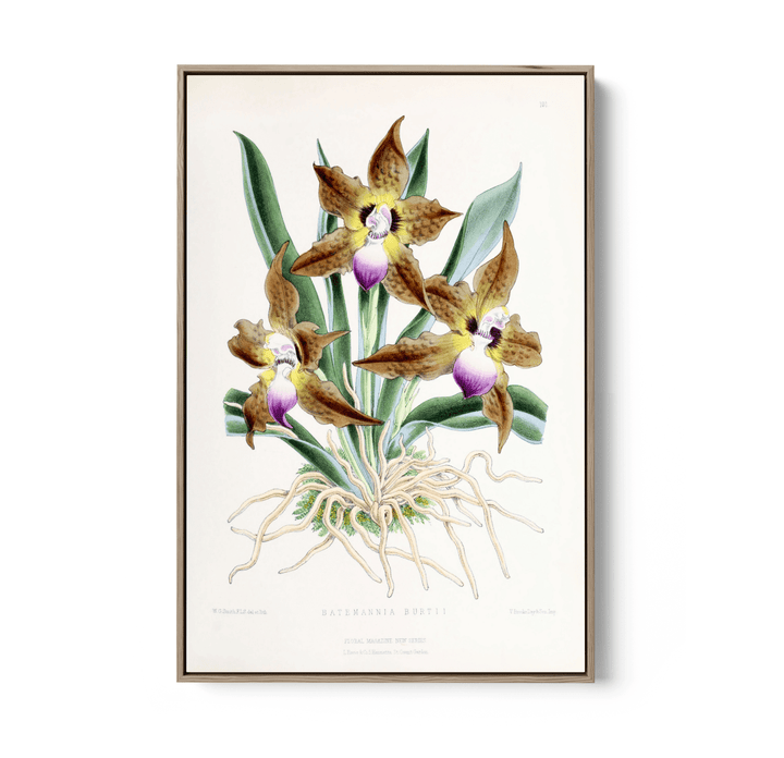 Batemannia Burtii Orchid from The Floral Magazine (1861 - 1881) by Worthington G. Smith, John N. Fitch and Walter H. Fitch - Botanical Illustration Stretched Canvas or Wall Art Print - I Heart Wall Art - Poster Print, Canvas Print or Framed Art Print