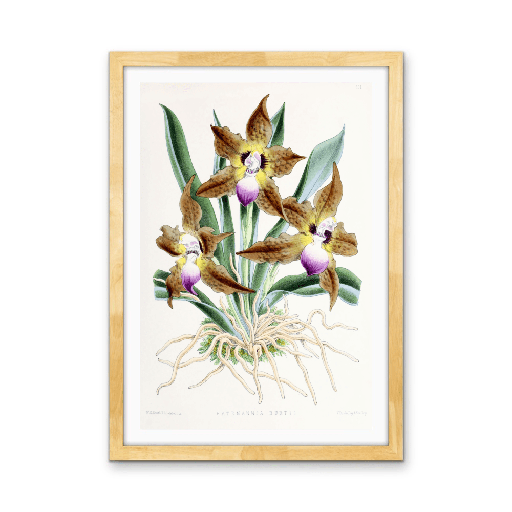 Batemannia Burtii Orchid from The Floral Magazine (1861 - 1881) by Worthington G. Smith, John N. Fitch and Walter H. Fitch - Botanical Illustration Stretched Canvas or Wall Art Print - I Heart Wall Art - Poster Print, Canvas Print or Framed Art Print