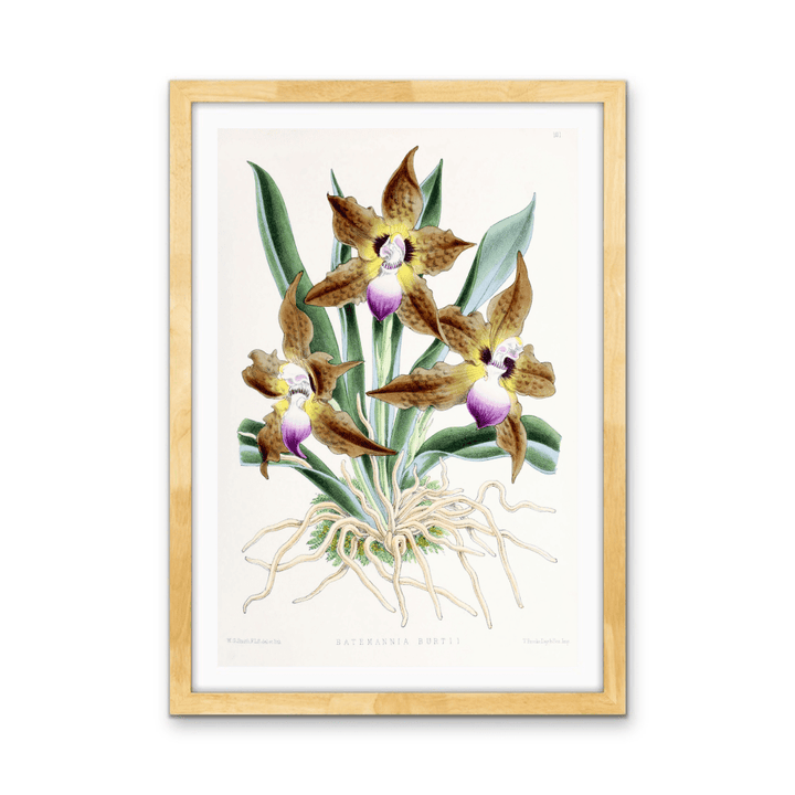 Batemannia Burtii Orchid from The Floral Magazine (1861 - 1881) by Worthington G. Smith, John N. Fitch and Walter H. Fitch - Botanical Illustration Stretched Canvas or Wall Art Print - I Heart Wall Art - Poster Print, Canvas Print or Framed Art Print
