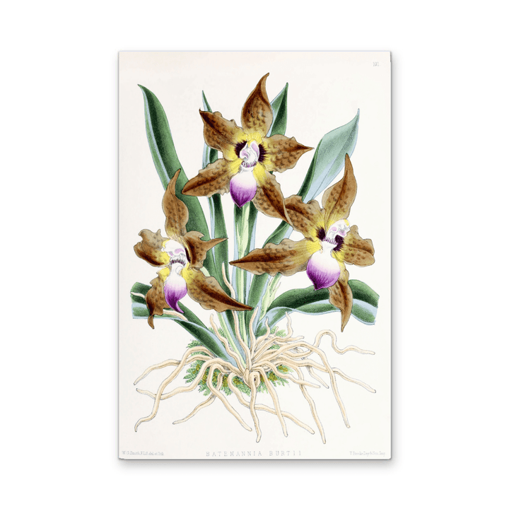 Batemannia Burtii Orchid from The Floral Magazine (1861 - 1881) by Worthington G. Smith, John N. Fitch and Walter H. Fitch - Botanical Illustration Stretched Canvas or Wall Art Print - I Heart Wall Art - Poster Print, Canvas Print or Framed Art Print