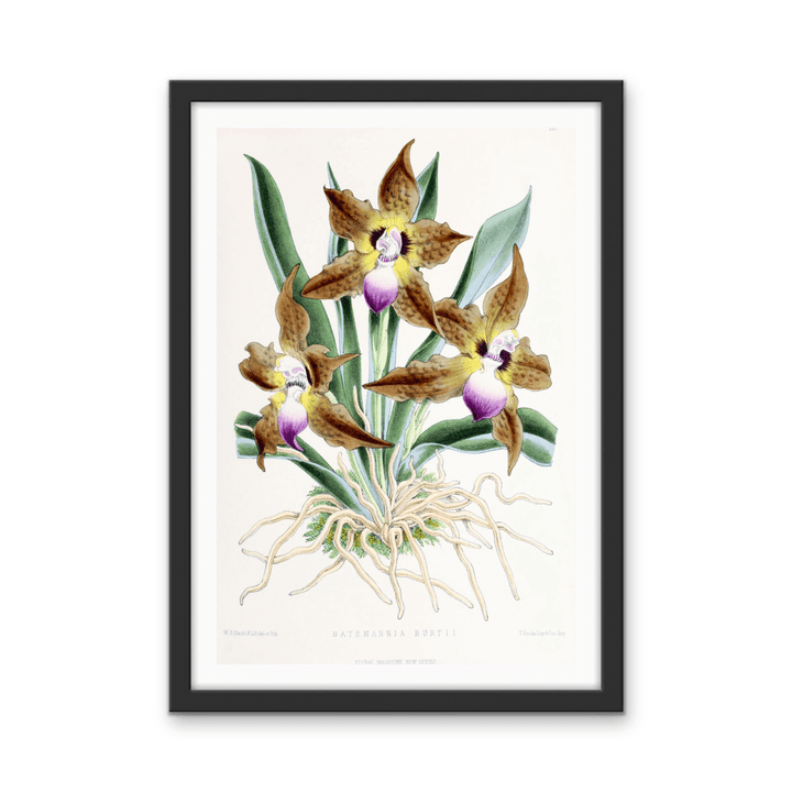 Batemannia Burtii Orchid from The Floral Magazine (1861 - 1881) by Worthington G. Smith, John N. Fitch and Walter H. Fitch - Botanical Illustration Stretched Canvas or Wall Art Print - I Heart Wall Art - Poster Print, Canvas Print or Framed Art Print