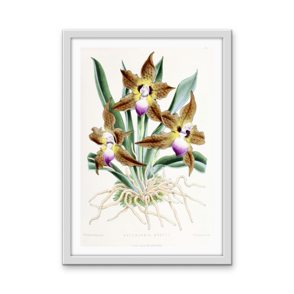Batemannia Burtii Orchid from The Floral Magazine (1861 - 1881) by Worthington G. Smith, John N. Fitch and Walter H. Fitch - Botanical Illustration Stretched Canvas or Wall Art Print - I Heart Wall Art - Poster Print, Canvas Print or Framed Art Print