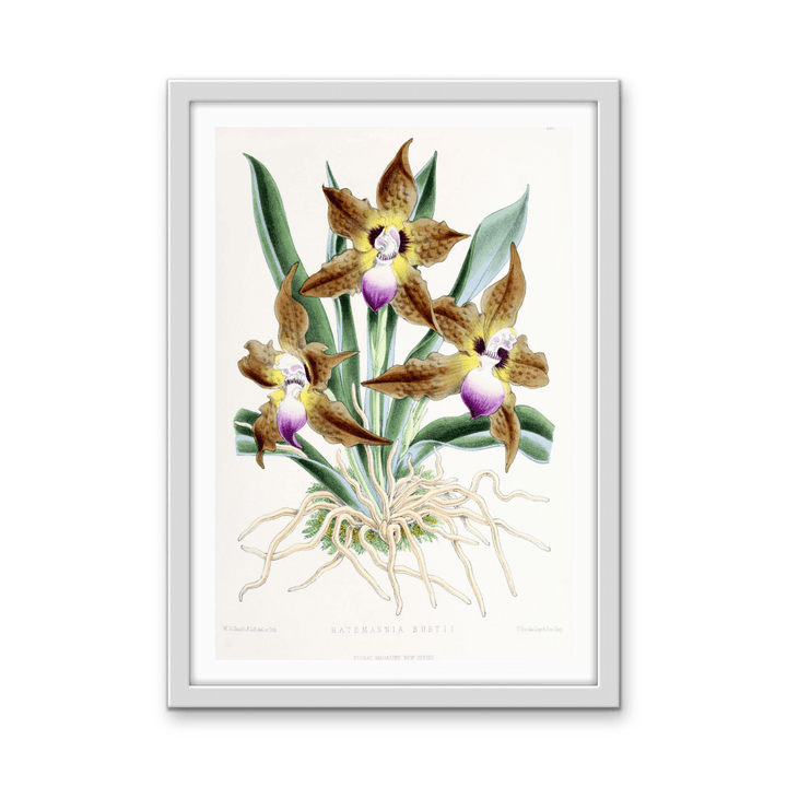 Batemannia Burtii Orchid from The Floral Magazine (1861 - 1881) by Worthington G. Smith, John N. Fitch and Walter H. Fitch - Botanical Illustration Stretched Canvas or Wall Art Print - I Heart Wall Art - Poster Print, Canvas Print or Framed Art Print