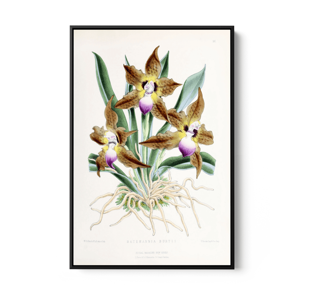 Batemannia Burtii Orchid from The Floral Magazine (1861 - 1881) by Worthington G. Smith, John N. Fitch and Walter H. Fitch - Botanical Illustration Stretched Canvas or Wall Art Print - I Heart Wall Art - Poster Print, Canvas Print or Framed Art Print