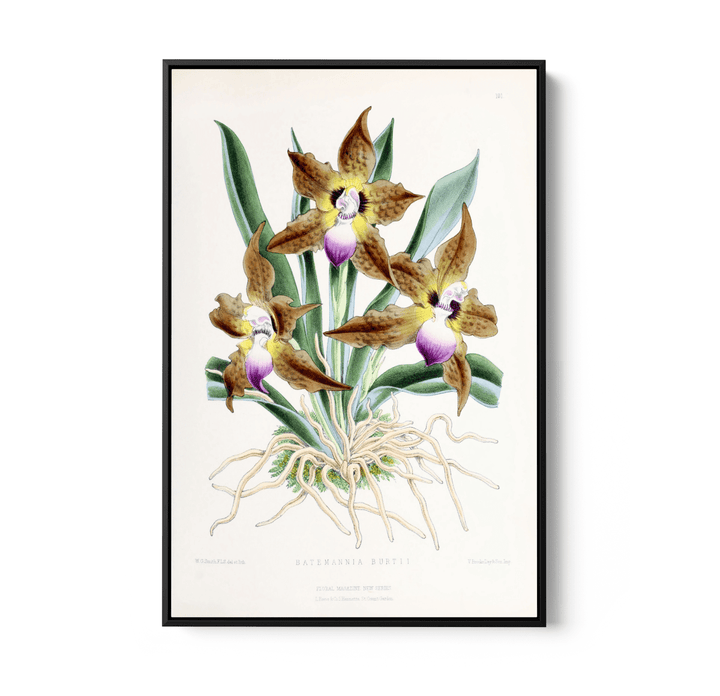 Batemannia Burtii Orchid from The Floral Magazine (1861 - 1881) by Worthington G. Smith, John N. Fitch and Walter H. Fitch - Botanical Illustration Stretched Canvas or Wall Art Print - I Heart Wall Art - Poster Print, Canvas Print or Framed Art Print
