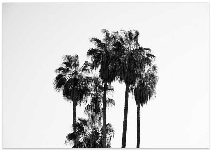 Black and White Palmtrees - Stretched Canvas, Poster or Fine Art Print - I Heart Wall Art - Poster Print, Canvas Print or Framed Art Print