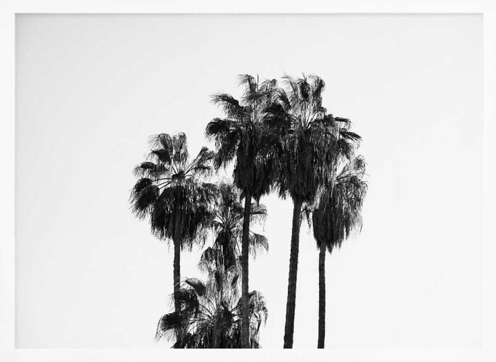 Black and White Palmtrees - Stretched Canvas, Poster or Fine Art Print - I Heart Wall Art - Poster Print, Canvas Print or Framed Art Print