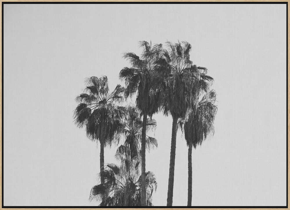 Black and White Palmtrees - Stretched Canvas, Poster or Fine Art Print - I Heart Wall Art - Poster Print, Canvas Print or Framed Art Print