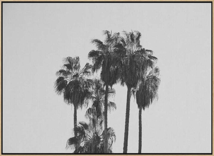 Black and White Palmtrees - Stretched Canvas, Poster or Fine Art Print - I Heart Wall Art - Poster Print, Canvas Print or Framed Art Print