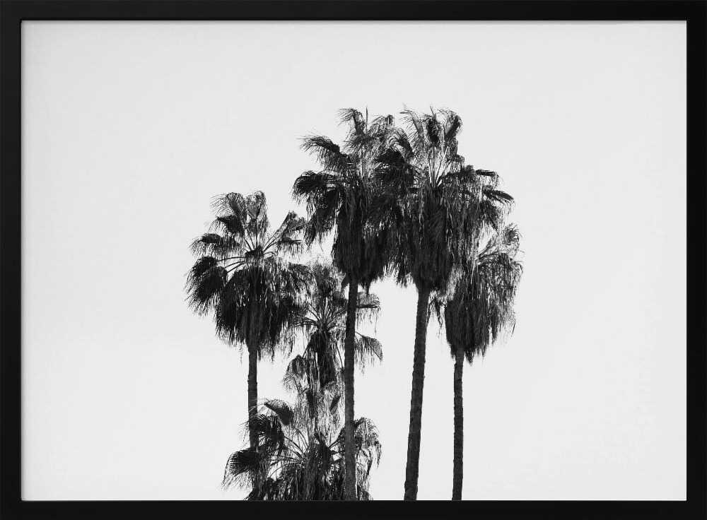 Black and White Palmtrees - Stretched Canvas, Poster or Fine Art Print - I Heart Wall Art - Poster Print, Canvas Print or Framed Art Print