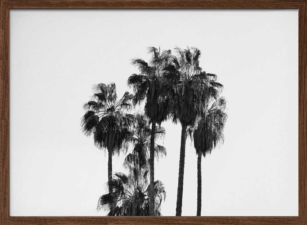 Black and White Palmtrees - Stretched Canvas, Poster or Fine Art Print - I Heart Wall Art - Poster Print, Canvas Print or Framed Art Print