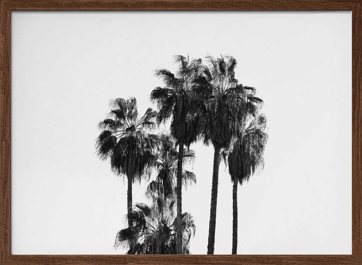 Black and White Palmtrees - Stretched Canvas, Poster or Fine Art Print - I Heart Wall Art - Poster Print, Canvas Print or Framed Art Print