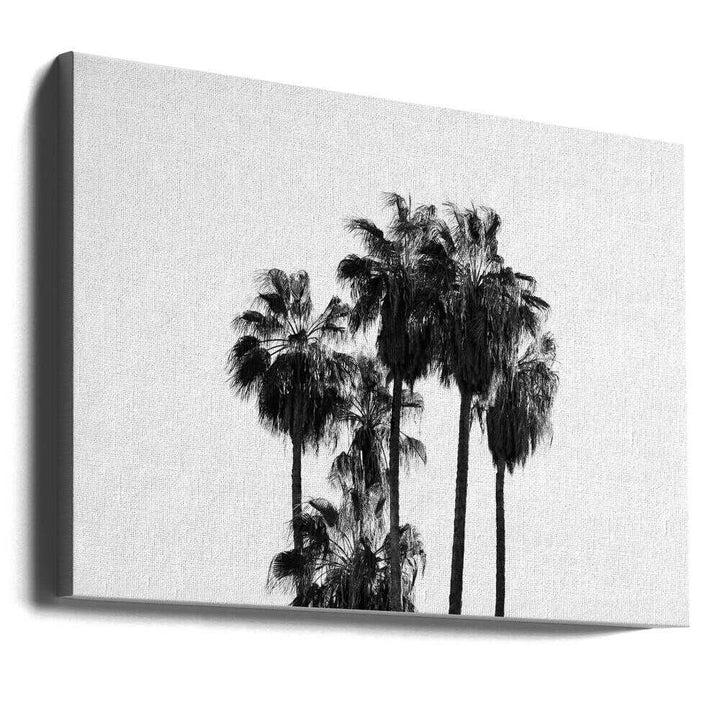 Black and White Palmtrees - Stretched Canvas, Poster or Fine Art Print - I Heart Wall Art - Poster Print, Canvas Print or Framed Art Print