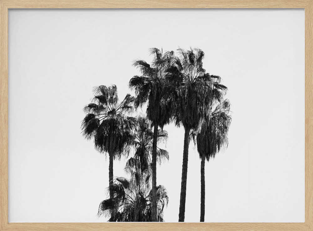 Black and White Palmtrees - Stretched Canvas, Poster or Fine Art Print - I Heart Wall Art - Poster Print, Canvas Print or Framed Art Print