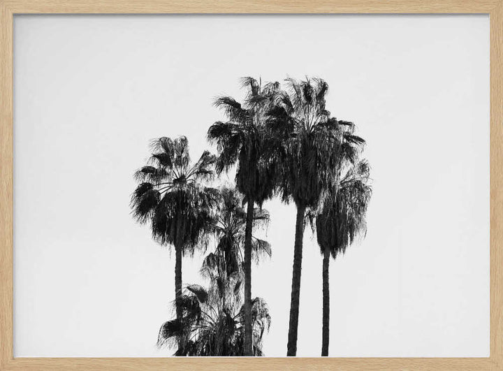 Black and White Palmtrees - Stretched Canvas, Poster or Fine Art Print - I Heart Wall Art - Poster Print, Canvas Print or Framed Art Print
