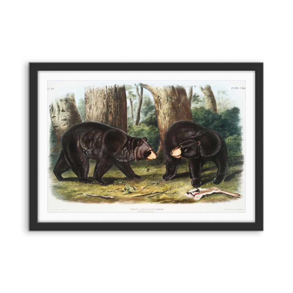 Black Bears by John Woodhouse Audubon - American Natural History Stretched Canvas or Art Print