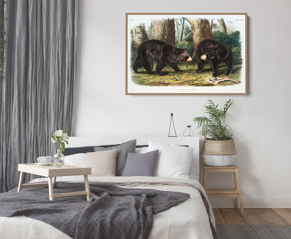 Black Bears by John Woodhouse Audubon - American Natural History Stretched Canvas or Art Print