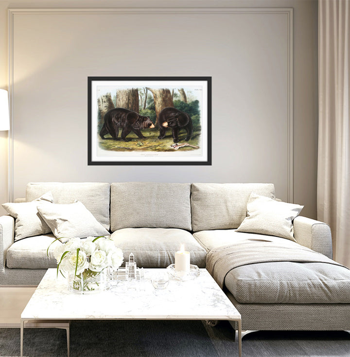 Black Bears by John Woodhouse Audubon - American Natural History Stretched Canvas or Art Print