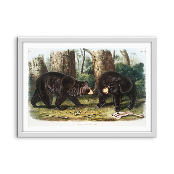Black Bears by John Woodhouse Audubon - American Natural History Stretched Canvas or Art Print