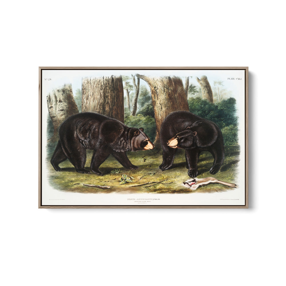 Black Bears by John Woodhouse Audubon - American Natural History Stretched Canvas or Art Print