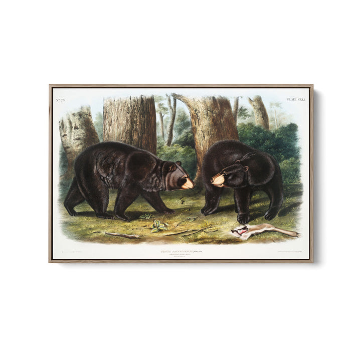Black Bears by John Woodhouse Audubon - American Natural History Stretched Canvas or Art Print