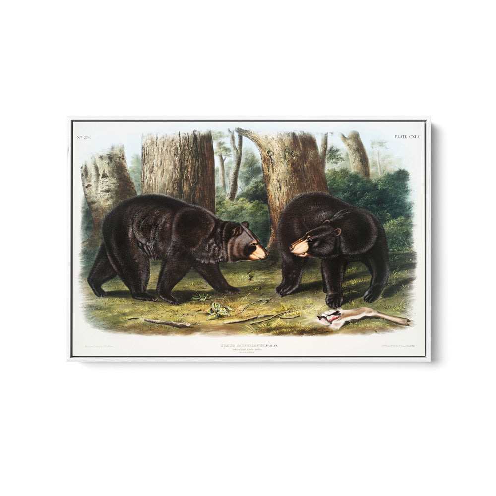 Black Bears by John Woodhouse Audubon - American Natural History Stretched Canvas or Art Print