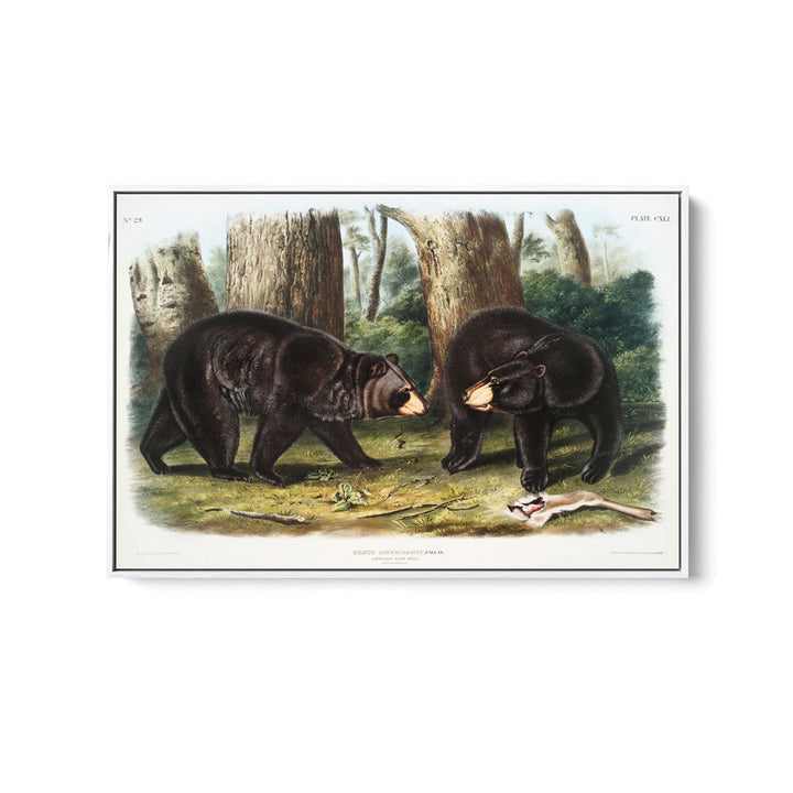 Black Bears by John Woodhouse Audubon - American Natural History Stretched Canvas or Art Print