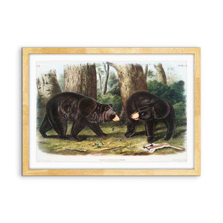 Black Bears by John Woodhouse Audubon - American Natural History Stretched Canvas or Art Print