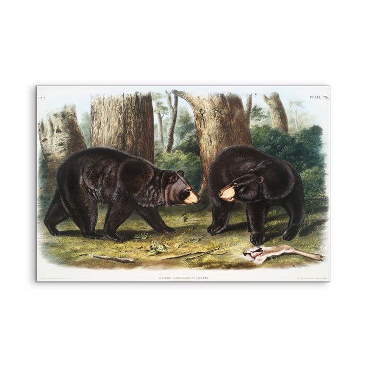 Black Bears by John Woodhouse Audubon - American Natural History Stretched Canvas or Art Print