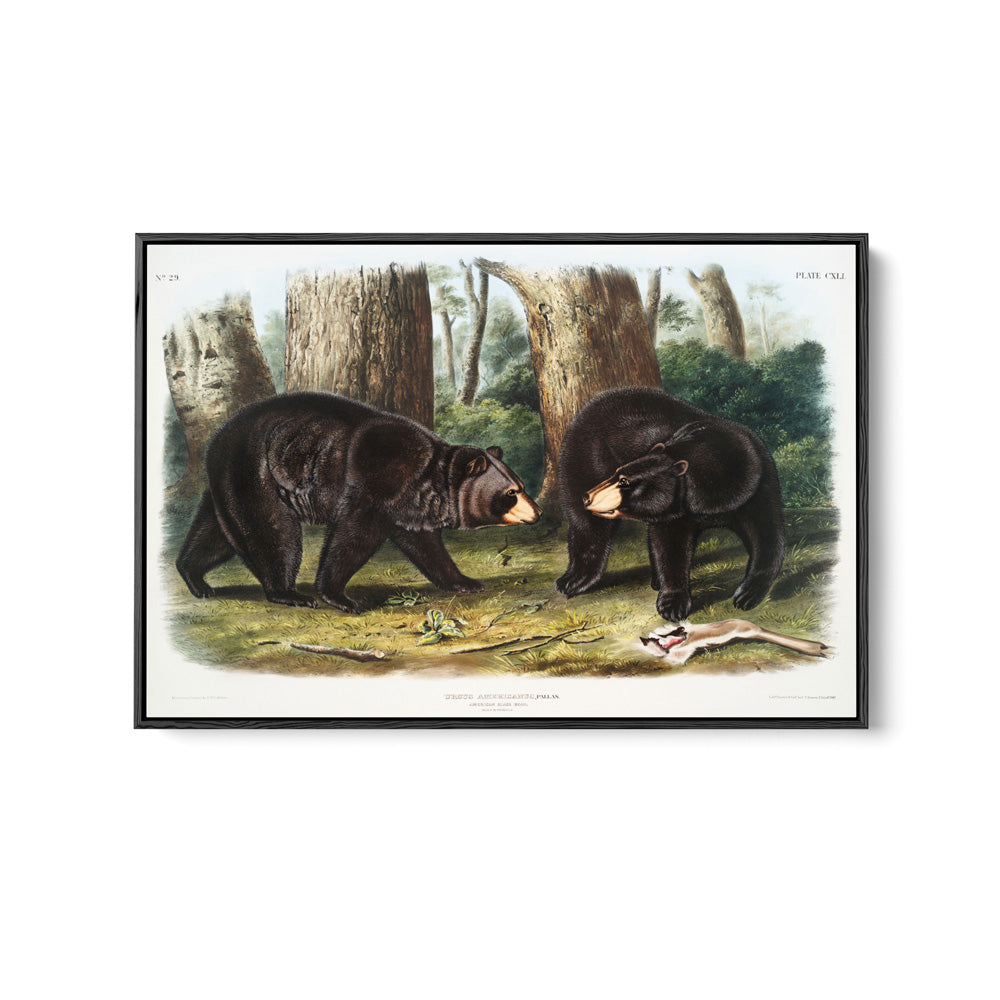 Black Bears by John Woodhouse Audubon - American Natural History Stretched Canvas or Art Print
