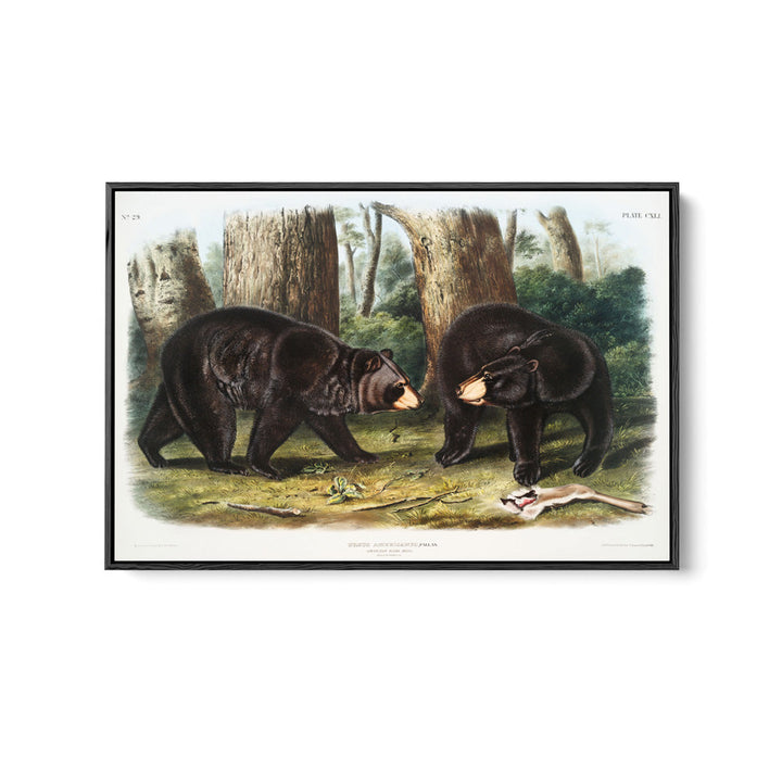 Black Bears by John Woodhouse Audubon - American Natural History Stretched Canvas or Art Print