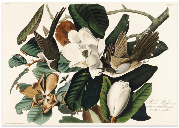 Black Billed Cuckoo From Birds of America (1827) - Stretched Canvas, Poster or Fine Art Print I Heart Wall Art