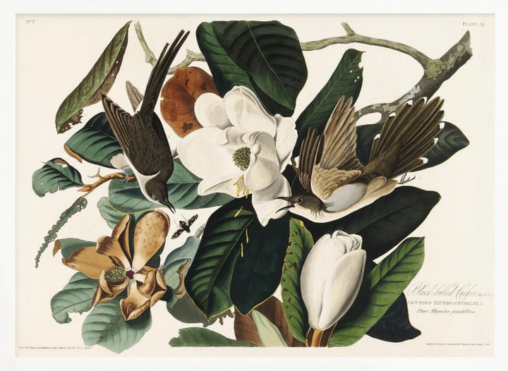 Black Billed Cuckoo From Birds of America (1827) - Stretched Canvas, Poster or Fine Art Print I Heart Wall Art