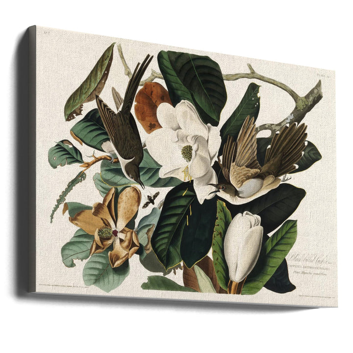 Black Billed Cuckoo From Birds of America (1827) - Stretched Canvas, Poster or Fine Art Print I Heart Wall Art