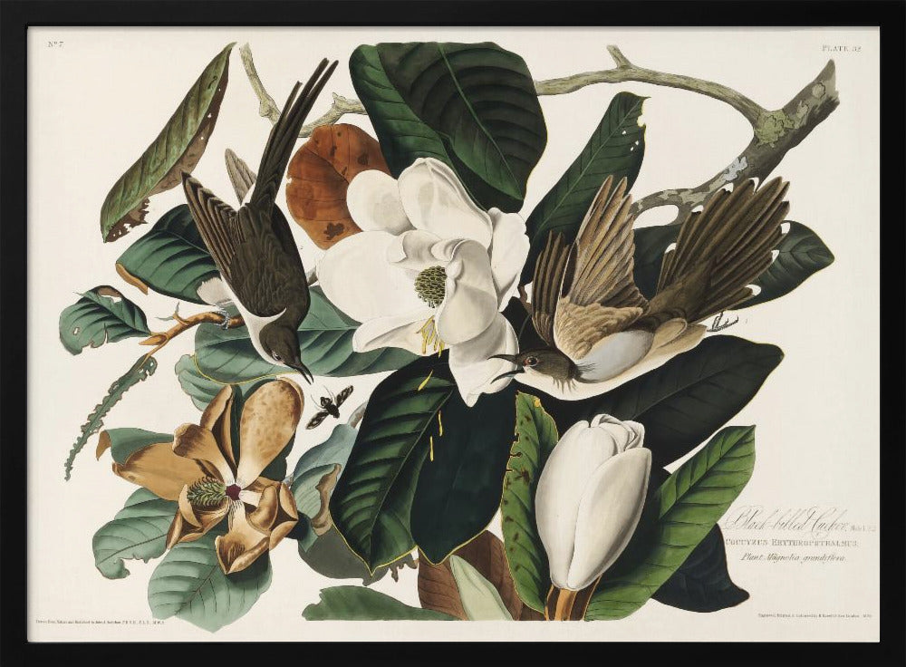 Black Billed Cuckoo From Birds of America (1827) - Stretched Canvas, Poster or Fine Art Print I Heart Wall Art