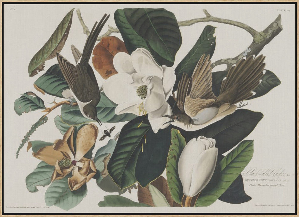 Black Billed Cuckoo From Birds of America (1827) - Stretched Canvas, Poster or Fine Art Print I Heart Wall Art