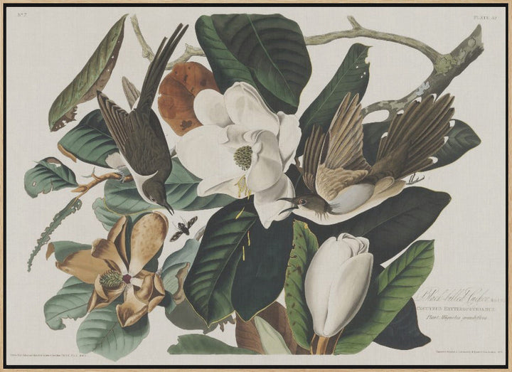 Black Billed Cuckoo From Birds of America (1827) - Stretched Canvas, Poster or Fine Art Print I Heart Wall Art