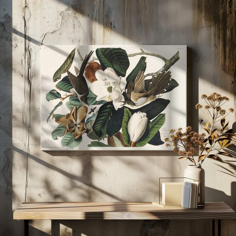 Black Billed Cuckoo From Birds of America (1827) - Stretched Canvas, Poster or Fine Art Print I Heart Wall Art