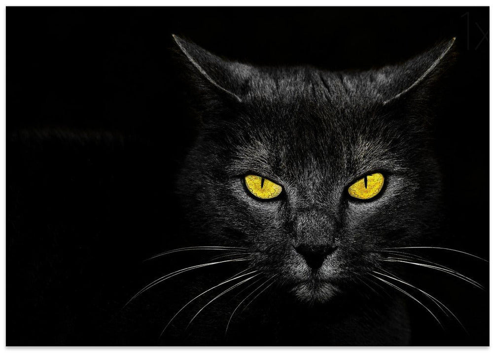 Black Cat - Stretched Canvas, Poster or Fine Art Print I Heart Wall Art
